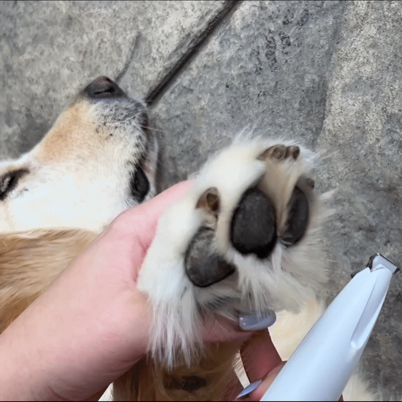 Ingen hund ska behöva
