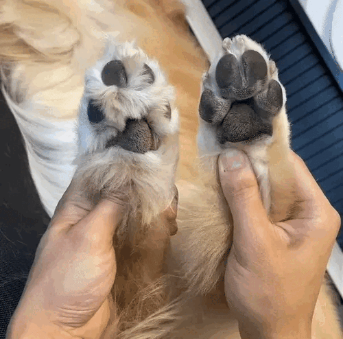 HiPaw | Smärtfri tassvård på några sekunder